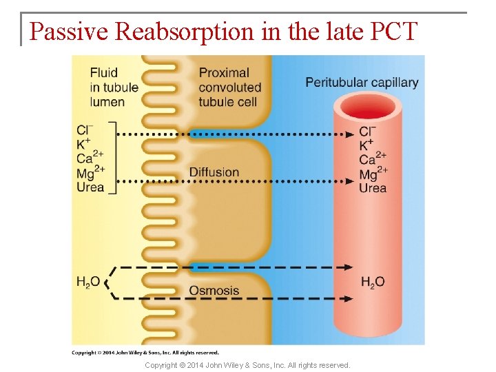 Passive Reabsorption in the late PCT Copyright © 2014 John Wiley & Sons, Inc.