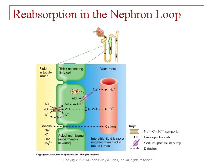 Reabsorption in the Nephron Loop Copyright © 2014 John Wiley & Sons, Inc. All