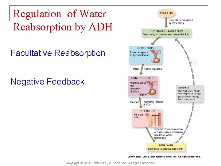 Regulation of Water Reabsorption by ADH Facultative Reabsorption Negative Feedback Copyright © 2014 John