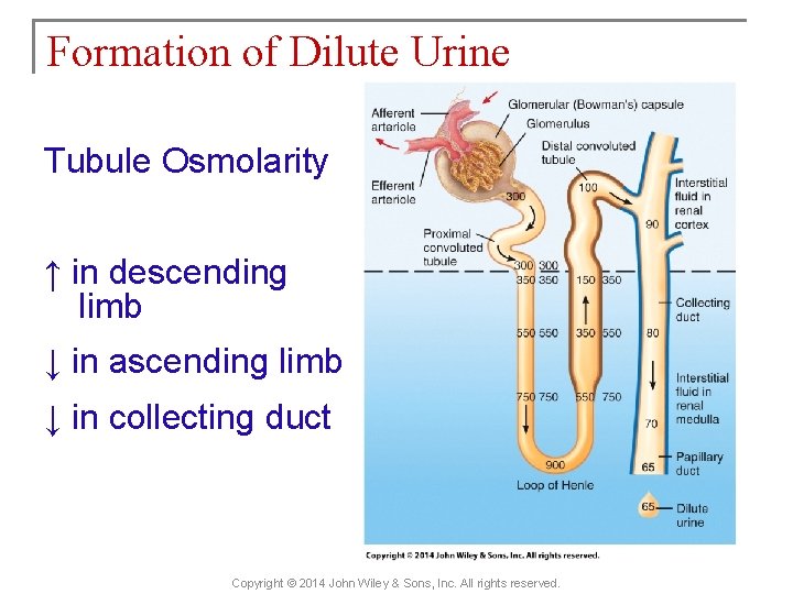 Formation of Dilute Urine Tubule Osmolarity ↑ in descending limb ↓ in ascending limb