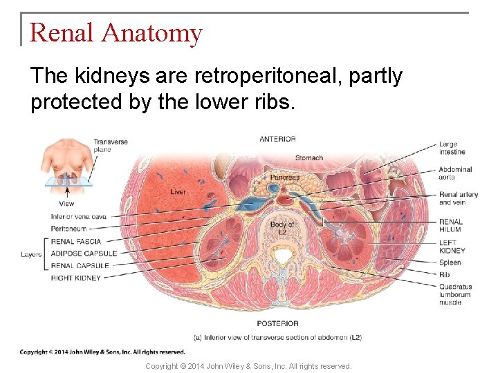 Renal Anatomy The kidneys are retroperitoneal, partly protected by the lower ribs. Copyright ©