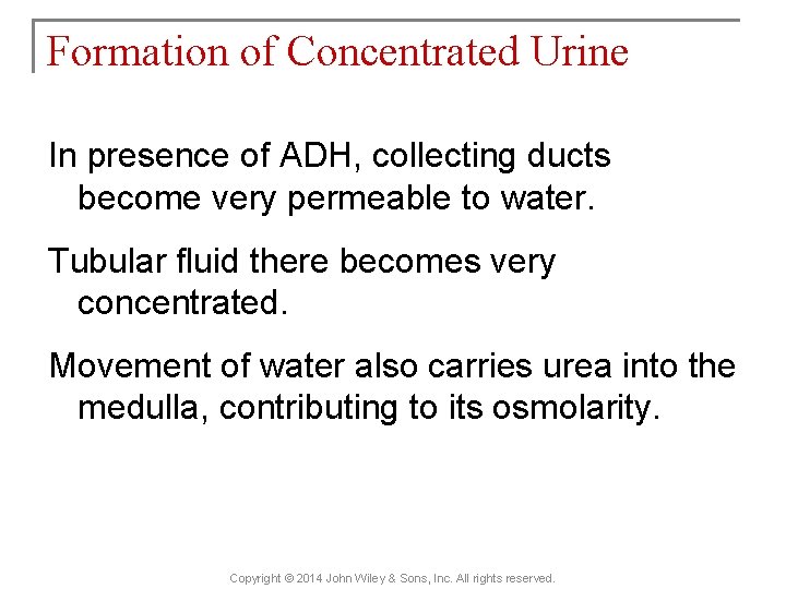 Formation of Concentrated Urine In presence of ADH, collecting ducts become very permeable to