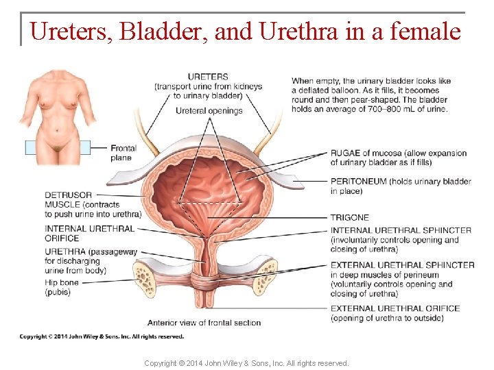 Ureters, Bladder, and Urethra in a female Copyright © 2014 John Wiley & Sons,