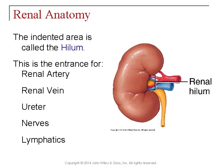 Renal Anatomy The indented area is called the Hilum. This is the entrance for: