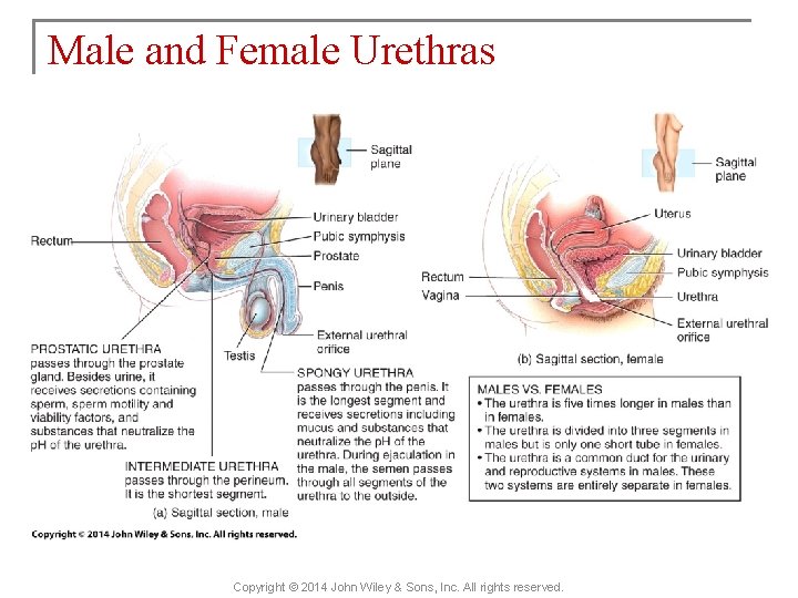 Male and Female Urethras Copyright © 2014 John Wiley & Sons, Inc. All rights