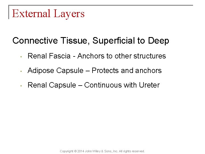External Layers Connective Tissue, Superficial to Deep • Renal Fascia - Anchors to other