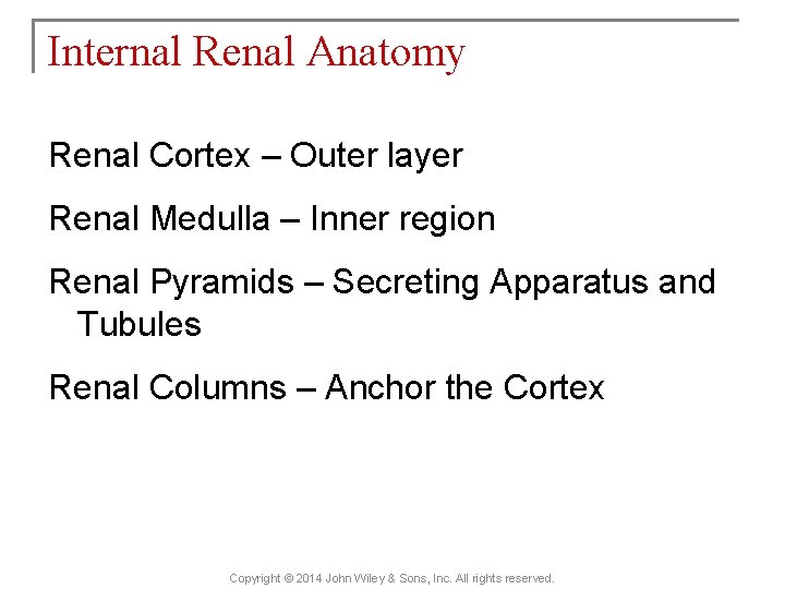 Internal Renal Anatomy Renal Cortex – Outer layer Renal Medulla – Inner region Renal