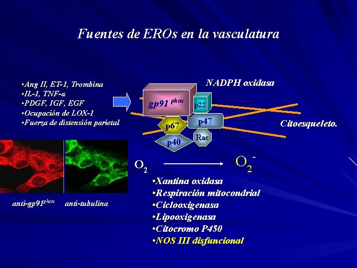 Fuentes de EROs en la vasculatura NADPH oxidasa • Ang II, ET-1, Trombina •