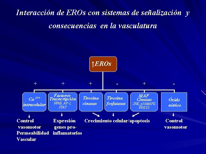 Interacción de EROs con sistemas de señalización y consecuencias en la vasculatura ↑EROs +