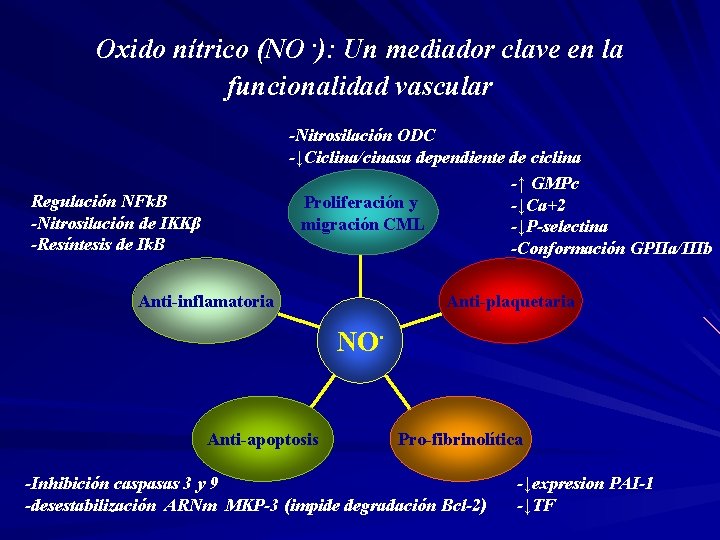 Oxido nítrico (NO. ): Un mediador clave en la funcionalidad vascular -Nitrosilación ODC -↓Ciclina/cinasa