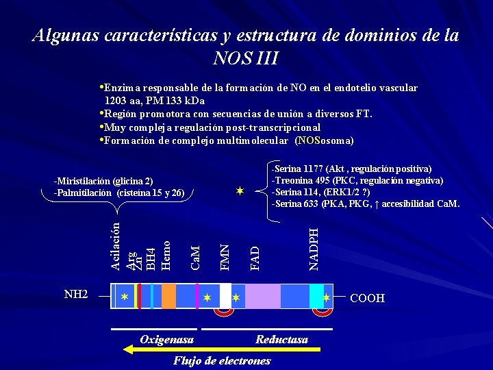 Algunas características y estructura de dominios de la NOS III • Enzima responsable de