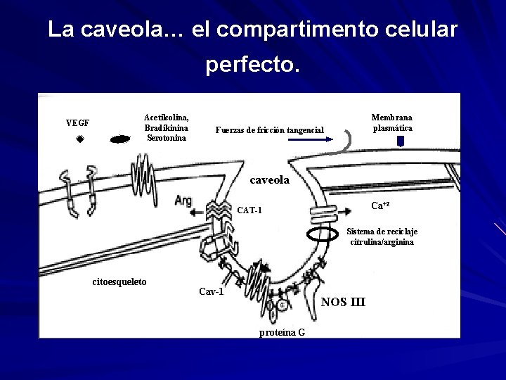 La caveola… el compartimento celular perfecto. VEGF Acetilcolina, Bradikinina Serotonina Membrana plasmática Fuerzas de