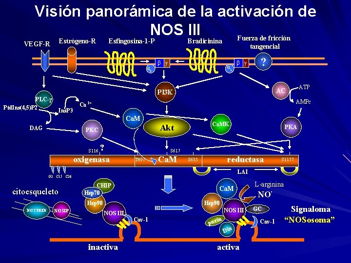 Visión panorámica de la activación de NOS III Fuerza de fricción Estrógeno-R Esfingosina-1 -P