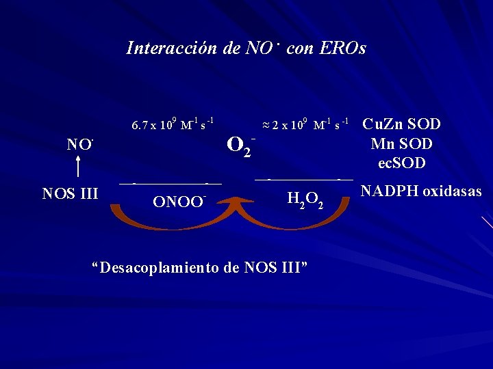 Interacción de NO. con EROs NO . NOS III 6. 7 x 109 M-1