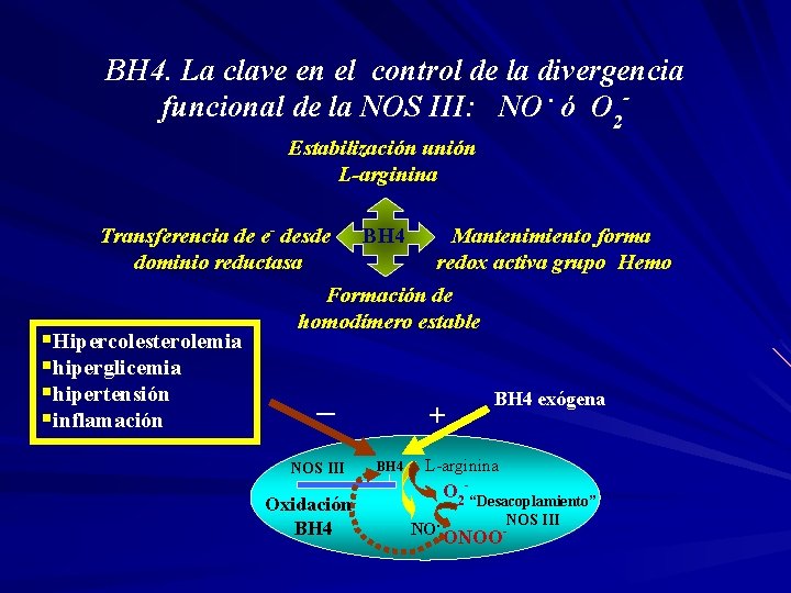 BH 4. La clave en el control de la divergencia funcional de la NOS