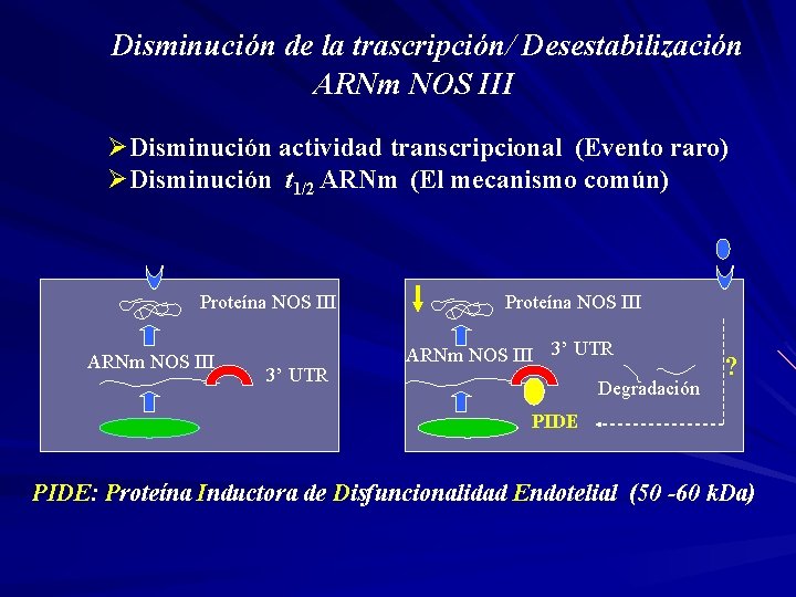 Disminución de la trascripción/ Desestabilización ARNm NOS III ØDisminución actividad transcripcional (Evento raro) ØDisminución