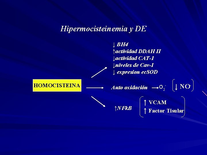 Hipermocisteinemia y DE ↓ BH 4 ↑actividad DDAH II ↓actividad CAT-1 ↓niveles de Cav-1