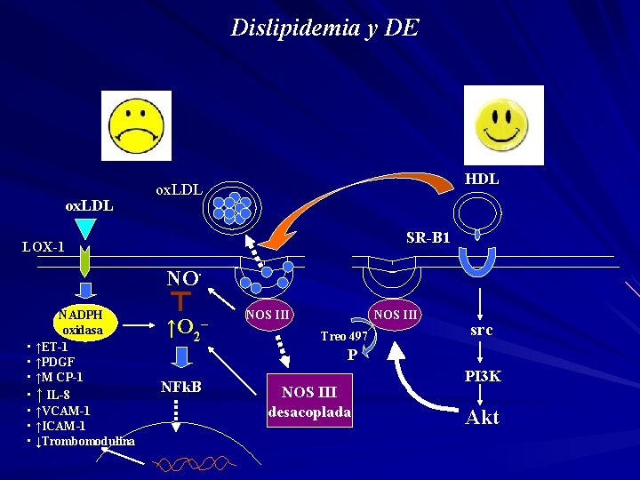 Dislipidemia y DE ox. LDL HDL ox. LDL SR-B 1 LOX-1 NO. NADPH oxidasa