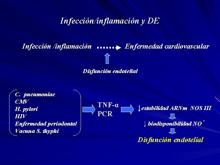 Infección/inflamación y DE Infección /inflamación Enfermedad cardiovascular Disfunción endotelial C. pneumoniae CMV H. pylori