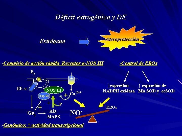 Déficit estrogénico y DE Ateroprotección Estrógeno -Complejo de acción rápida Receptor α-NOS III -Control