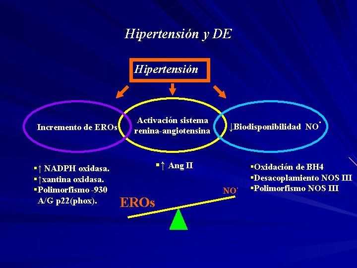 Hipertensión y DE Hipertensión Incremento de EROs §↑ NADPH oxidasa. §↑xantina oxidasa. §Polimorfismo -930