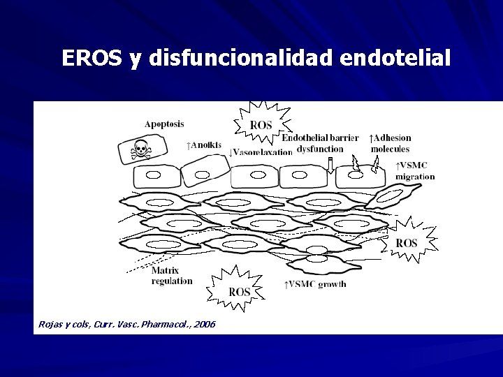 EROS y disfuncionalidad endotelial Rojas y cols, Curr. Vasc. Pharmacol. , 2006 