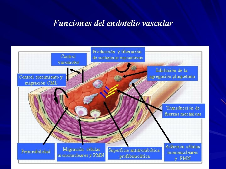 Funciones del endotelio vascular Control vasomotor Control crecimiento y migración CML Producción y liberación
