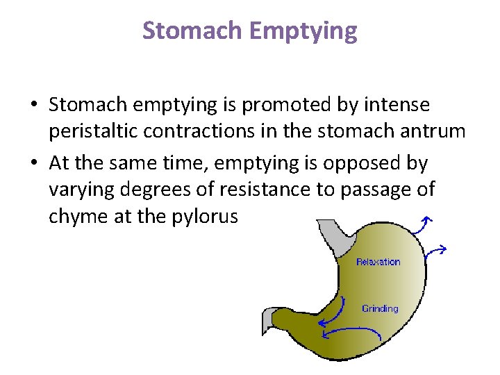 Stomach Emptying • Stomach emptying is promoted by intense peristaltic contractions in the stomach