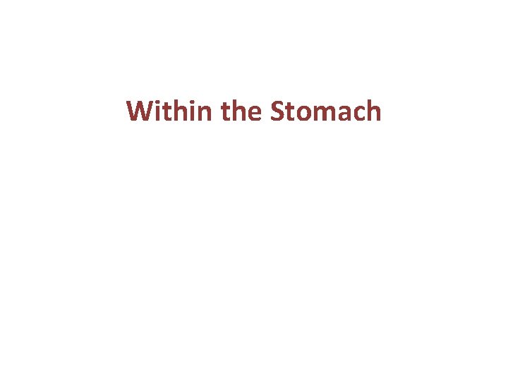 Within the Stomach 