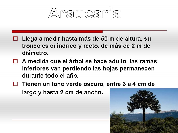 o Llega a medir hasta más de 50 m de altura, su tronco es