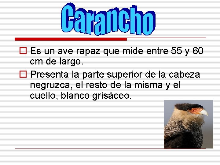 o Es un ave rapaz que mide entre 55 y 60 cm de largo.