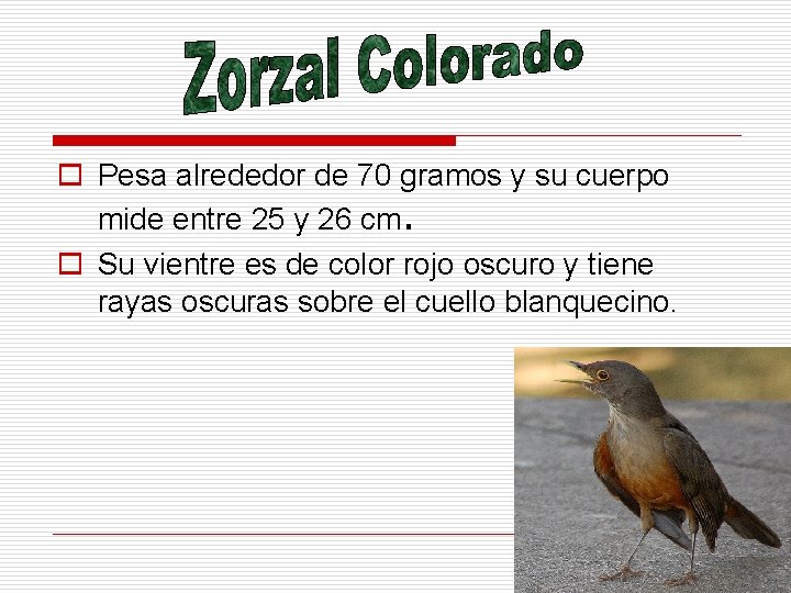 o Pesa alrededor de 70 gramos y su cuerpo mide entre 25 y 26