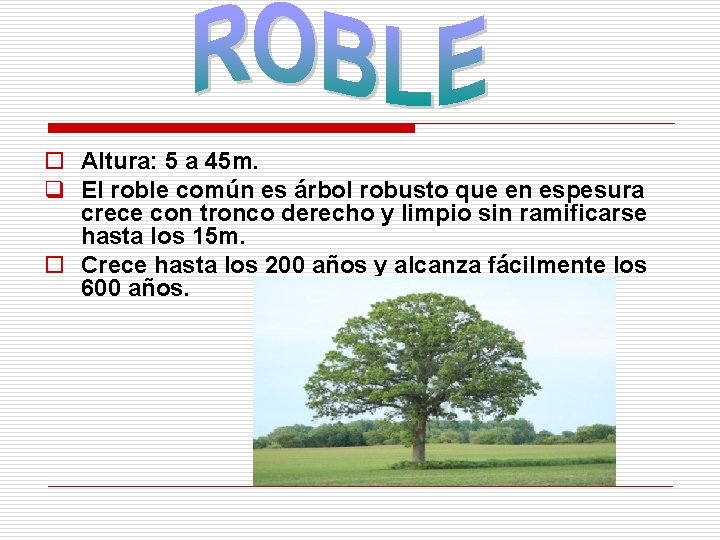 o Altura: 5 a 45 m. q El roble común es árbol robusto que