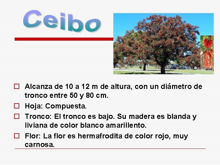 o Alcanza de 10 a 12 m de altura, con un diámetro de tronco