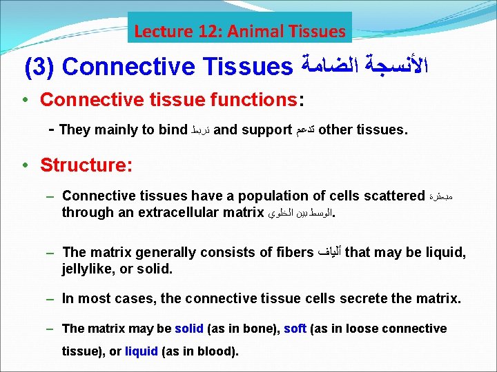 Lecture 12: Animal Tissues (3) Connective Tissues ﺍﻷﻨﺴﺠﺔ ﺍﻟﻀﺎﻣﺔ • Connective tissue functions: -