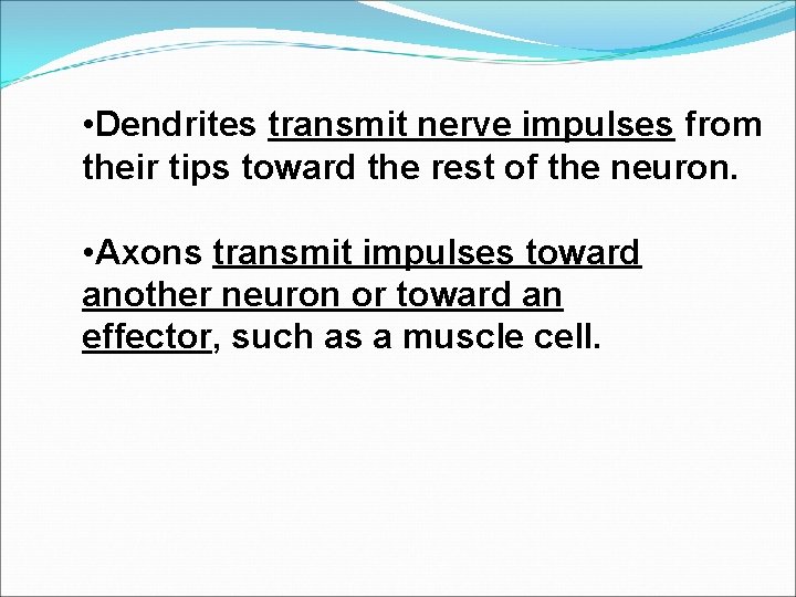  • Dendrites transmit nerve impulses from their tips toward the rest of the