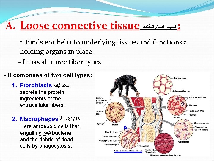 A. Loose connective tissue ﺍﻟﻨﺴﻴﺞ ﺍﻟﻀﺎﻡ ﺍﻟﻤﻔﻜﻚ : - Binds epithelia to underlying tissues