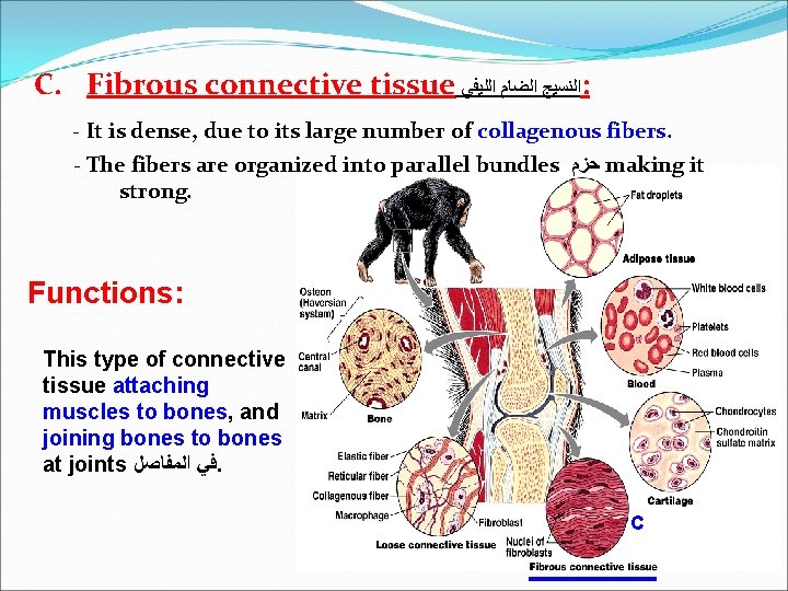C. Fibrous connective tissue ﺍﻟﻨﺴﻴﺞ ﺍﻟﻀﺎﻡ ﺍﻟﻠﻴﻔﻲ : - It is dense, due to