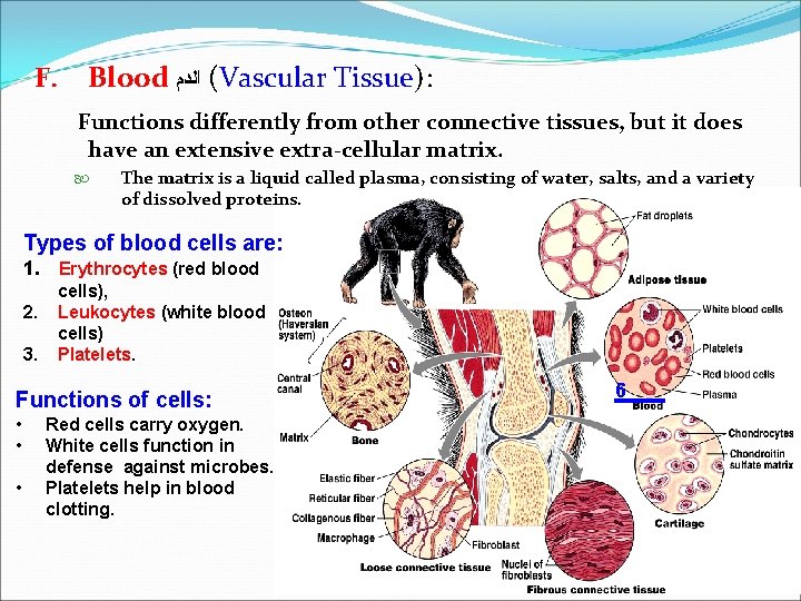 F. Blood ( ﺍﻟﺪﻡ Vascular Tissue): Functions differently from other connective tissues, but it