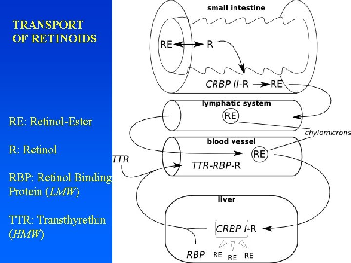 TRANSPORT OF RETINOIDS RE: Retinol-Ester R: Retinol RBP: Retinol Binding Protein (LMW) TTR: Transthyrethin