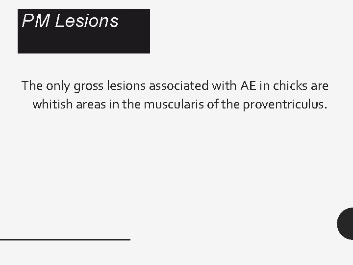 PM Lesions The only gross lesions associated with AE in chicks are whitish areas