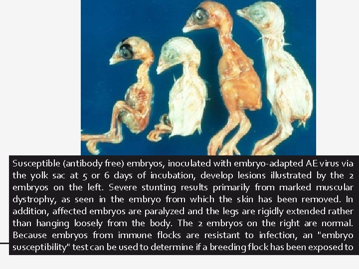 Susceptible (antibody free) embryos, inoculated with embryo-adapted AE virus via the yolk sac at