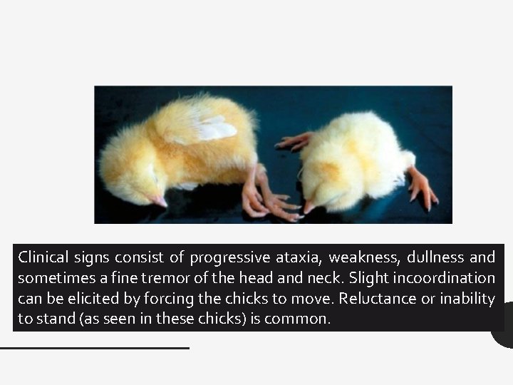 Clinical signs consist of progressive ataxia, weakness, dullness and sometimes a fine tremor of Clinical signs consist of progressive ataxia, weakness, dullness and sometimes a fine tremor of