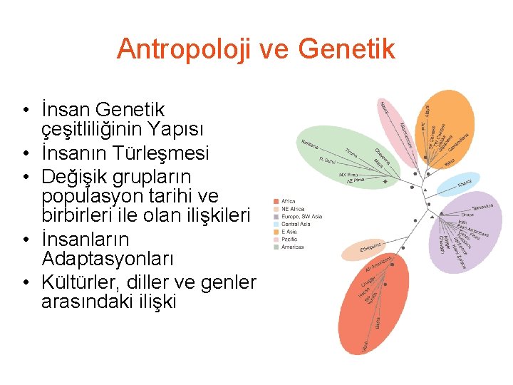 Antropoloji ve Genetik • İnsan Genetik çeşitliliğinin Yapısı • İnsanın Türleşmesi • Değişik grupların