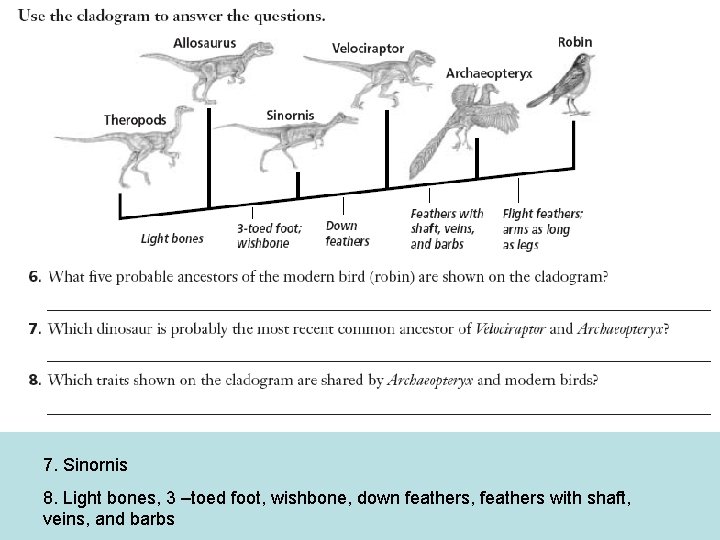 7. Sinornis 8. Light bones, 3 –toed foot, wishbone, down feathers, feathers with shaft, 7. Sinornis 8. Light bones, 3 –toed foot, wishbone, down feathers, feathers with shaft,