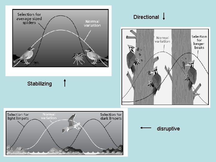 Directional Stabilizing disruptive Directional Stabilizing disruptive