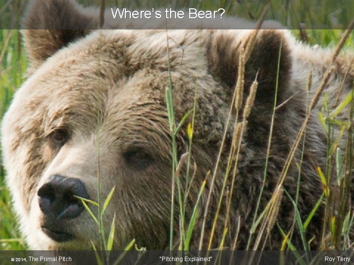 Where’s the Bear? © 2014, The Primal Pitch "Pitching Explained" Roy Terry 