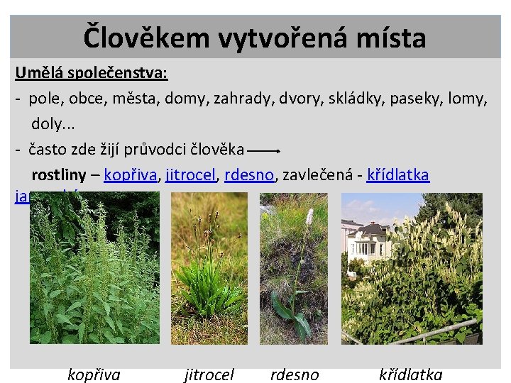 Člověkem vytvořená místa Umělá společenstva: - pole, obce, města, domy, zahrady, dvory, skládky, paseky,