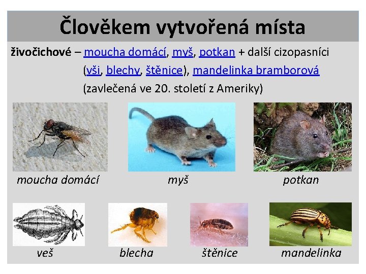 Člověkem vytvořená místa živočichové – moucha domácí, myš, potkan + další cizopasníci (vši, blechy,