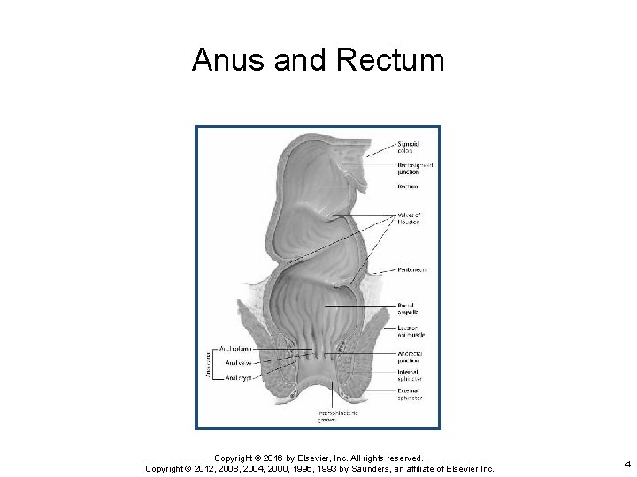 Anus and Rectum Copyright © 2016 by Elsevier, Inc. All rights reserved. Copyright ©